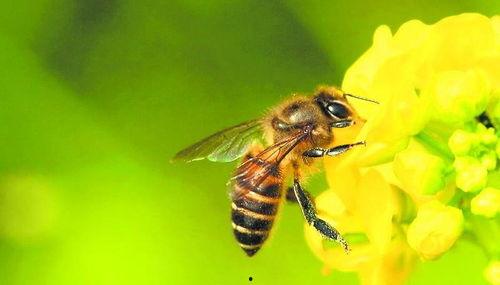 蜜蜂吃瓜娱乐,揭秘甜蜜背后的趣味世界